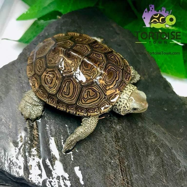 Northern Diamondback terrapin for sale baby diamondback terrapin