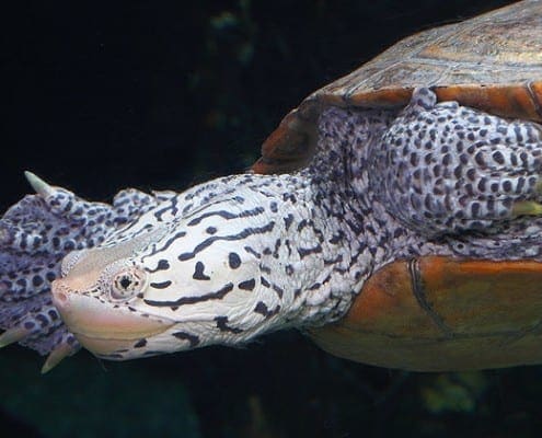 diamondback terrapin for sale