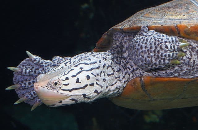 diamondback terrapin for sale