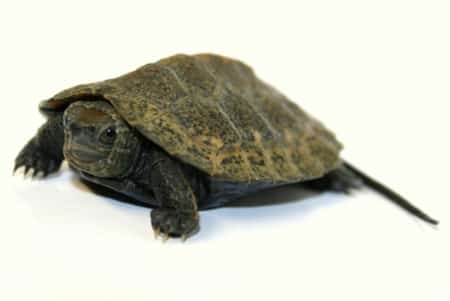 japanese pond turtles for sale