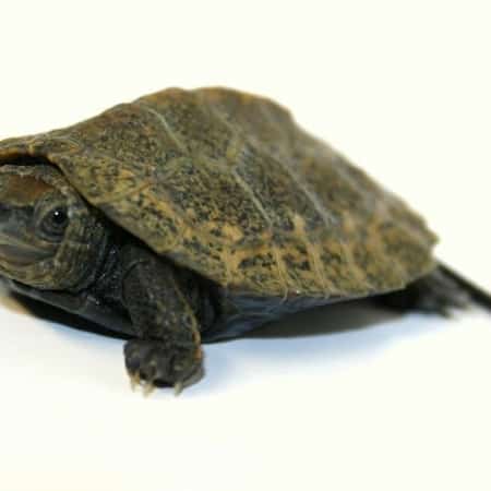 Diamondback terrapin for sale baby diamondback terrapin for sale near ...