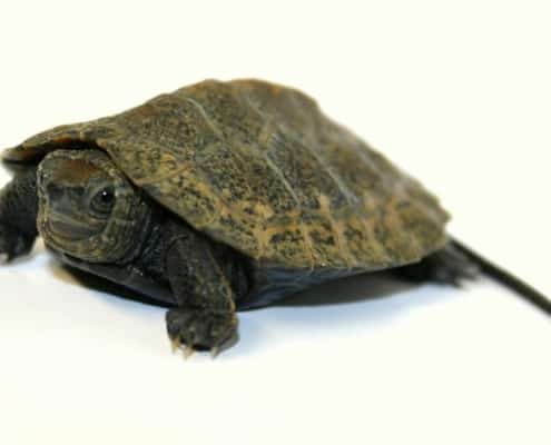 japanese pond turtles for sale