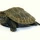 japanese pond turtles for sale