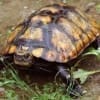 japanese pond turtle for sale