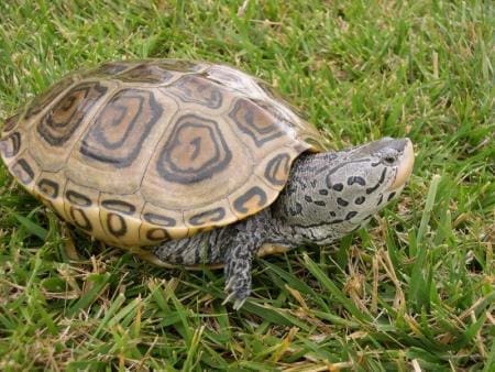 Diamondback Turtle For Sale Diamondback Turtle For Sale