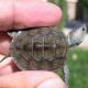 northern diamond back terrapins for sale