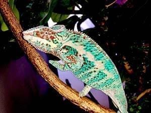 panther chameleons for sale