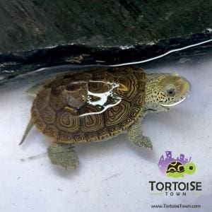 Diamondback terrapin