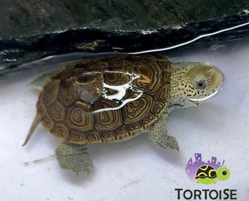 terrapin for sale