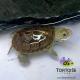 terrapin for sale