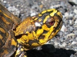 box turtle for sale