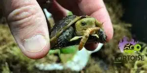 chinese box turtle for sale