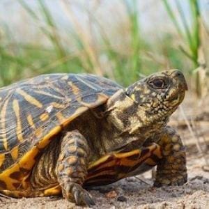 ornate box turtle