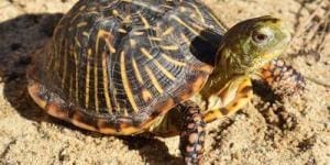 ornate box turtle for sale