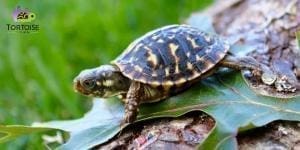 ornate box turtles for sale