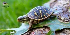 ornate box turtles for sale