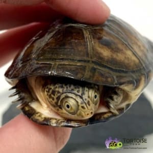 African Sidenecked turtle