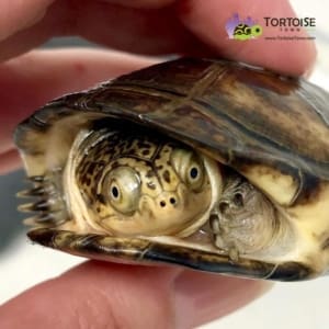 African Sidenecked turtles for sale