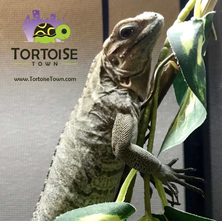 Rhino Iguana for sale online baby Rhinoceros iguanas for sale