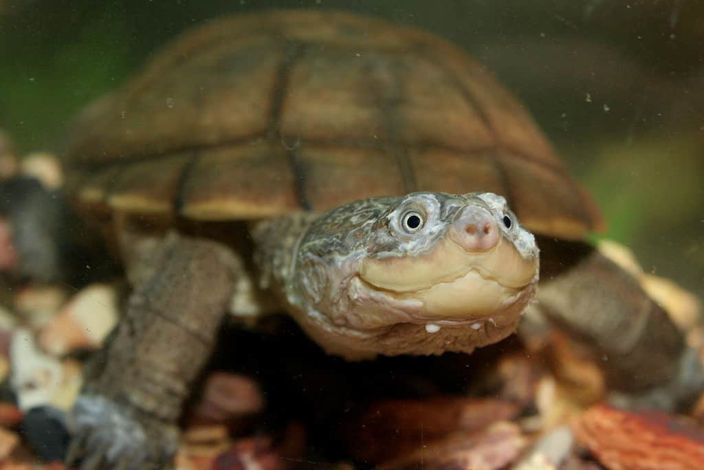 west african side necked turtle for sale baby west african side african sideneck turtle care sheet