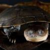 african sideneck turtle