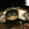 african sideneck turtle for sale