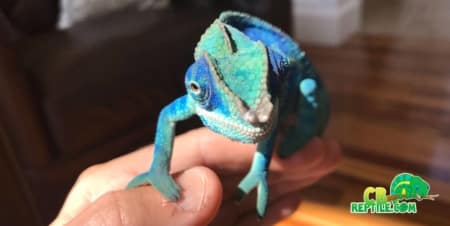 ambanja panther chameleon for sale