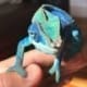 ambanja panther chameleon for sale