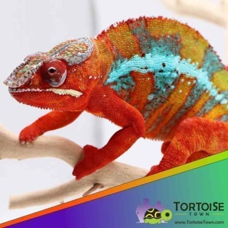 Ambilobe panther chameleon for sale