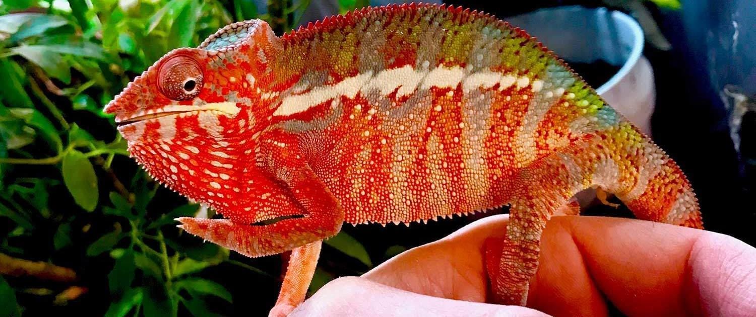 ambilobe panther chameleon