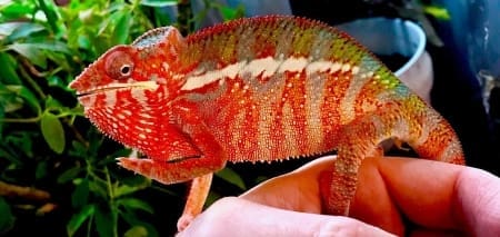 ambilobe panther chameleon