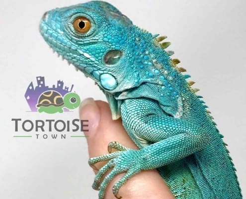 blue iguana for sale