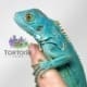 blue iguana for sale