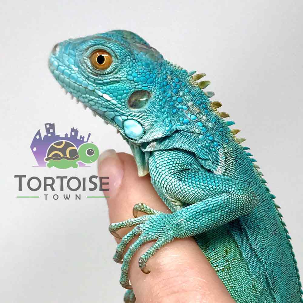 Blue Iguana for sale online | baby blue 