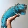 iguanas for sale