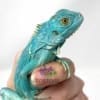 blue iguanas for sale