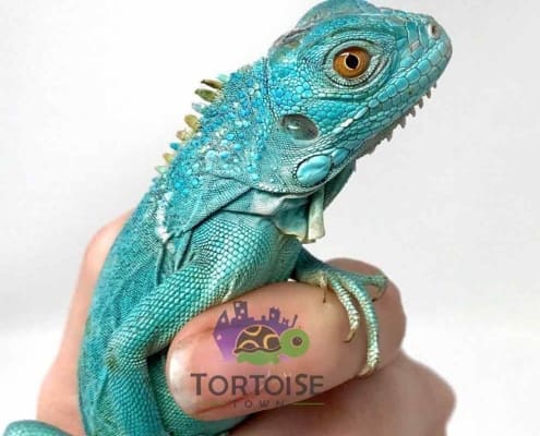 blue iguanas for sale