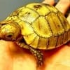 elongated tortoise for sale