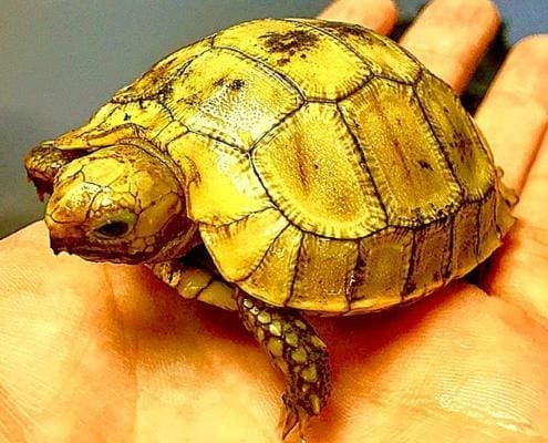 elongated tortoise for sale