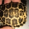 forsten's tortoises for sale