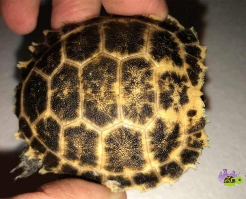 forsten's tortoises for sale