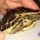 forsten's tortoises for sale