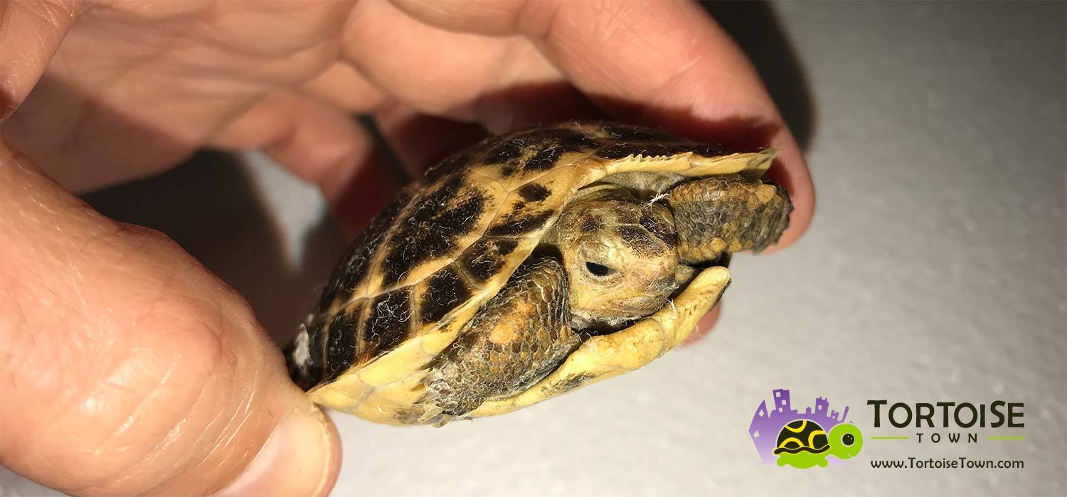 Forsten's Tortoise for sale online baby forstens tortoises for sale