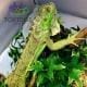 Green iguana for sale