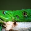 green iguana for sale