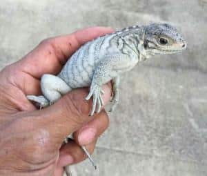 iguanas for sale