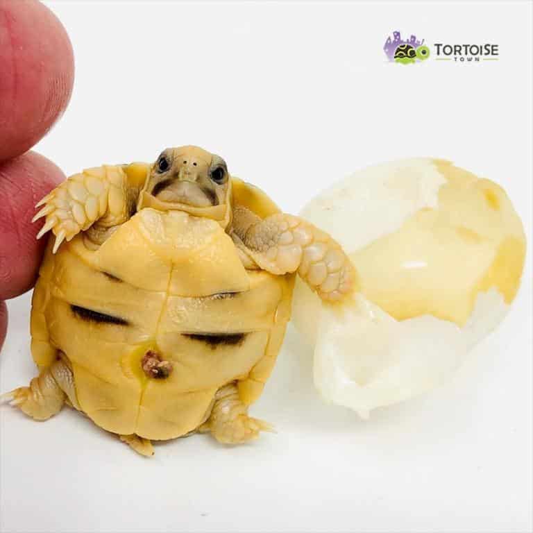 Egyptian tortoise for sale Kleinmann's tortoises for sale near me