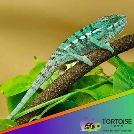 Nosy be panther chameleon for sale