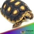 red footed tortoise