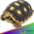 red footed tortoise for sale